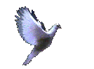 dove-02.gif